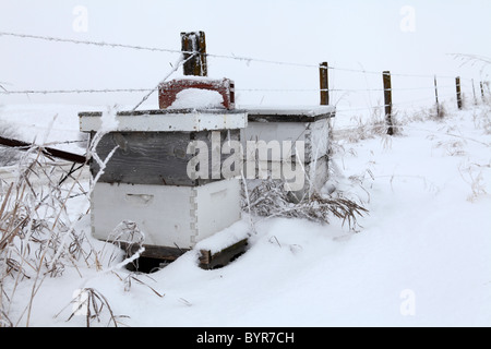 Des ruches le long de barbwire ligne de clôture sur journée d'hiver entouré par la neige. L'Iowa Banque D'Images