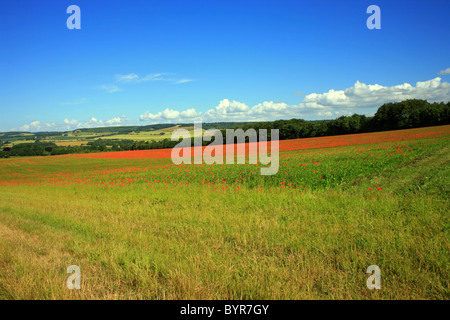 Des champs de pavot à la périphérie de Wye à l'égard des North Downs à Challock, Ashford, Kent, England, UK Europe Banque D'Images