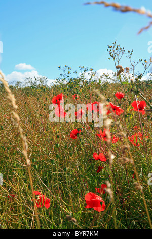 Poppys dans les hautes herbes à la périphérie de Wye, Ashford, Kent, England, UK Europe Banque D'Images