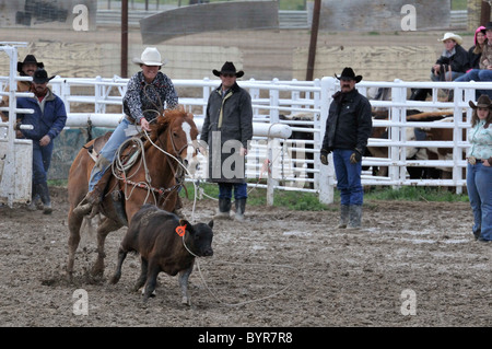 Fixation de l'équipe au lasso, Lasso, Calf roping, Banque D'Images