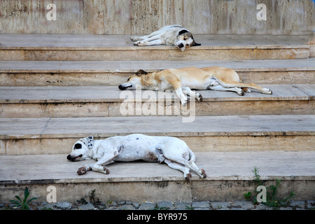 Chiens errants dormir sur les marches à l'ombre en Turquie Banque D'Images