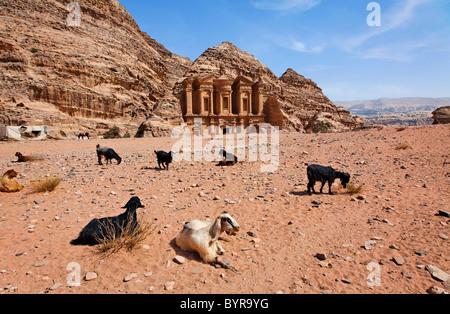 Les chèvres assis en face du monastère, sculpté dans la roche, à Petra, Jordanie Banque D'Images
