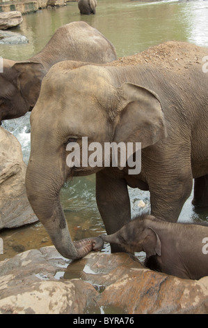 Le Sri Lanka, l'Orphelinat Pinnawala Elephant. Mère avec 3 semaines bébé éléphant né à l'orphelinat. Banque D'Images