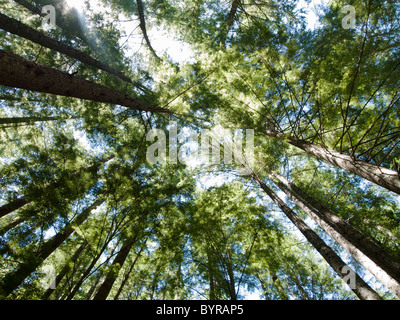 Tall Trees in forest Banque D'Images
