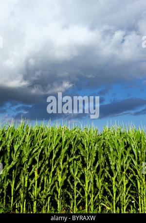 Agriculture - Weda d'un peuplement de la croissance moyenne maïs-grain à l'étape précoce tassel / près de Kirkland, Illinois, USA. Banque D'Images