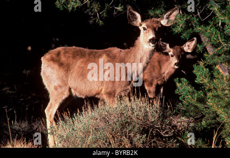 Le cerf mulet dans le Parc National du Grand Canyon. Banque D'Images