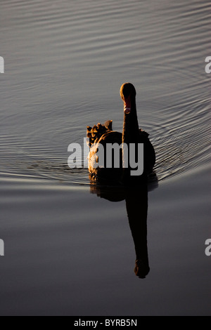 Black Swan piscine au coucher du soleil. Banque D'Images