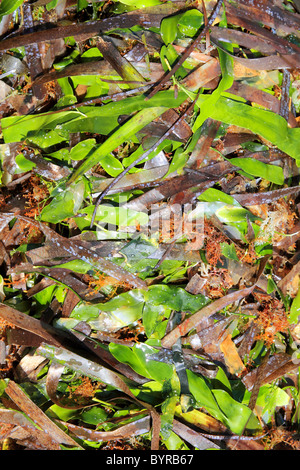 Algues les algues séchées Posidonia oceanica et vert en méditerranée Banque D'Images