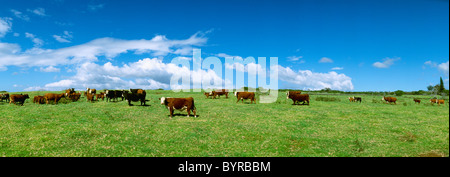 - L'élevage de races mixtes bovins dans un vert pâturage, Hereford, Black Baldie et croisées / New York, New York, USA. Banque D'Images