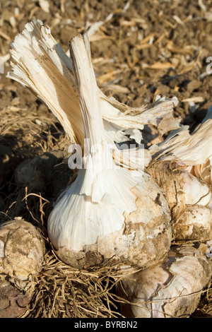 L'ail dans le terrain, creusé et prêt à être récolté. L'ail sera traité et déshydraté pour une utilisation dans les aliments transformés. Banque D'Images