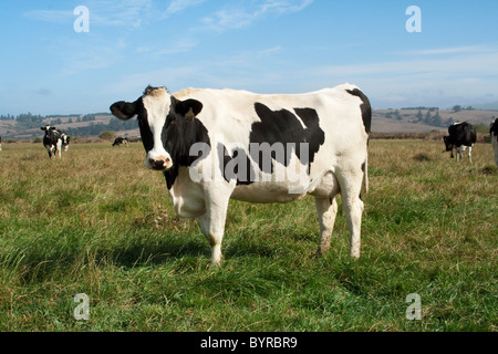 Les vaches laitières Holstein en croissance interne des pâturages. Ce troupeau de vaches produisent du lait organique / Humboldt County, Californie, USA. Banque D'Images