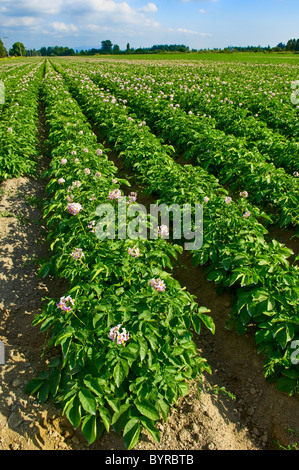 Agriculture - Domaine de la croissance de plants de pommes de terre rouge au milieu en pleine floraison / près de Burlington, Vermont, USA. Banque D'Images