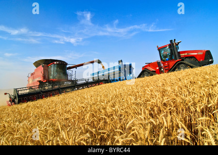 Une moissonneuse-batteuse Case IH récoltes de blé sur une colline raide pendant le déchargement de la "à la volée" dans un chariot tiré par un grain d'un tracteur à chenilles. Banque D'Images