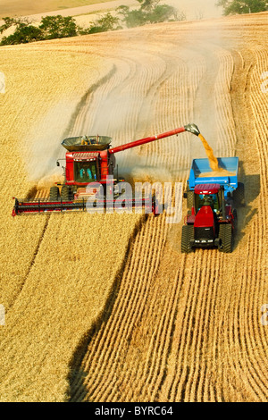 Une moissonneuse-batteuse Case IH blé récoltes pendant le déchargement de la "à la volée" dans un chariot tiré par un grain d'un tracteur à chenilles / Washington, USA. Banque D'Images