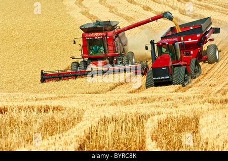 Une moissonneuse-batteuse Case IH blé récoltes pendant le déchargement de la "à la volée" dans un chariot tiré par un grain d'un tracteur à chenilles / Washington, USA. Banque D'Images