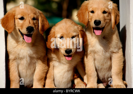 Trois chiots golden retriever assis dans une rangée sur une fenêtre Banque D'Images