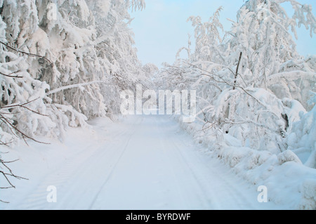 Route enneigée avec des arbres dans la neige. Au nord de la Carélie en saison d'hiver. La Russie Banque D'Images