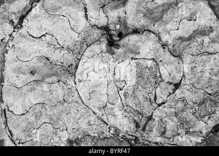 Un fossile d'ammonite trouvée sur la côte jurassique du Dorset, Angleterre Banque D'Images