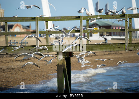 A Flock of seagulls se rassemblent autour de petite jetée comme ils se nourrissent de petits bancs de poissons près de la côte. Banque D'Images