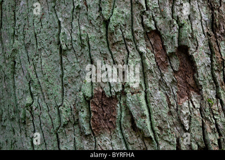 Vieille écorce de chêne pédonculé closeup texture avec quelques lihenes et dommages d'insectes Banque D'Images