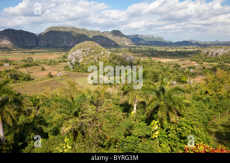 Cuba, Pinar del Rio, la région de Valle de Viñales Vinales (zone). Mogotes calcaires forment la toile de fond des champs de maïs et de tabac. Banque D'Images