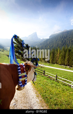 Avec tête de vache décoration pour une vache en train de l'automne (Almabtrieb), Berchtesgadener Land, Haute-Bavière, Allemagne Banque D'Images