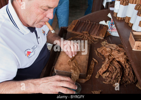 Cuba, Pinar del Rio, Vinales Vinales (région). Un torcedor (rouleur de cigares) au travail. Banque D'Images