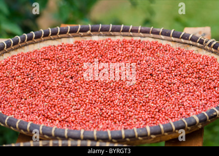 Floride holly, poivre rose de Madagascar en paniers artisanat Banque D'Images