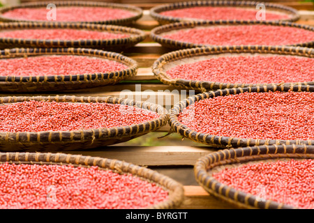 Floride holly, poivre rose de Madagascar en paniers artisanat Banque D'Images