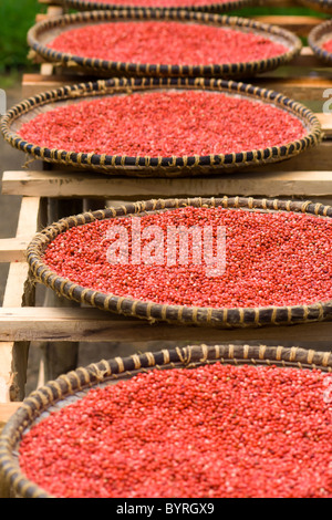 Floride holly, poivre rose de Madagascar en paniers artisanat Banque D'Images