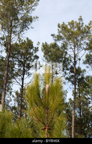 Un petit arbre chenille processionnaire du pin avec le nid (France). Petit broche avec un maritime nid de chenilles processionnaires. Banque D'Images