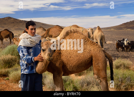 Jeune garçon berbère s'occupent d'un jeune dromadaire chameau entre troupeau et du bassin du Tafilalt Maroc Afrique du Nord Banque D'Images