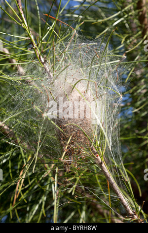 Une Chenille La chenille processionnaire (Thaumetopoea pityocampa) nid (Landes - France). Nid de chenilles processionnaires. Banque D'Images