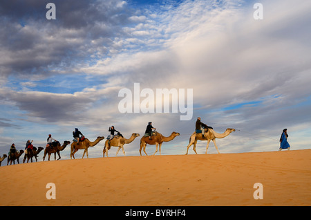 Bleu touareg homme berbère à la tête d'un groupe de touristes dans une ligne de dromadaire chameaux au désert erg Chebbi dans la soirée au Maroc Banque D'Images