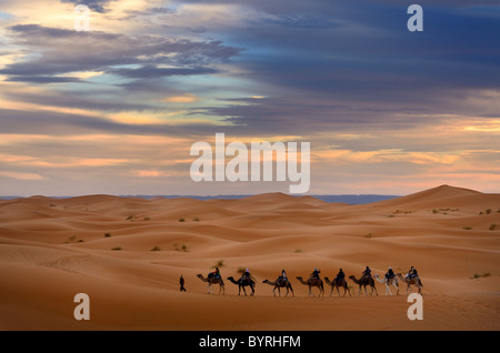 Guide berbère à la tête d'un groupe de touristes sur des chameaux dans le désert de l'erg Chebbi pour une night ride maroc Banque D'Images