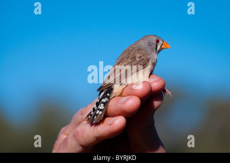 Diamant mandarin sauvages (Taeniopygia guttata) capturés au cours de la brume-compensation des sondages dans le Parc National Sturt, NSW, Australie Banque D'Images