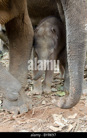 Le Sri Lanka, l'Orphelinat Pinnawala Elephant. L'éléphant d'Asie, 3 semaines bébé éléphant né à l'orphelinat. Banque D'Images