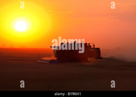 Agriculture - Silhouette combiner la récolte du blé au coucher du soleil / de l'Alberta, au Canada. Banque D'Images