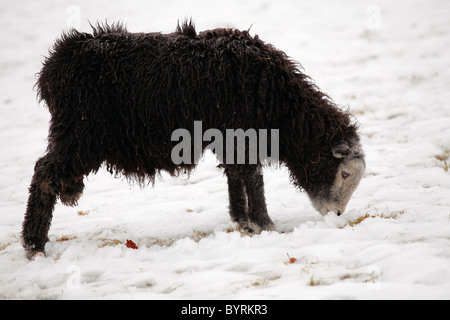 Moutons Herdwick dans la neige, 'Lake District, Cumbria, England, UK Banque D'Images