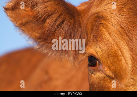 Élevage - Gros plan de l'oreille et de l'œil d'un boeuf Angus rouge / vache de l'Alberta, au Canada. Banque D'Images