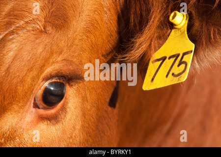 Élevage - Gros plan de l'étiquette d'oreille et des yeux d'une vache de boucherie Angus rouge / de l'Alberta, au Canada. Banque D'Images