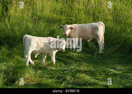 Boeuf Charolais - élevage de veaux sur un luxuriant pré vert humide / de l'Alberta, au Canada. Banque D'Images