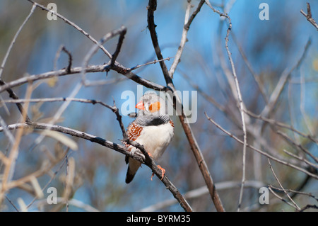 Homme sauvage diamant mandarin (Taeniopygia guttata) Banque D'Images