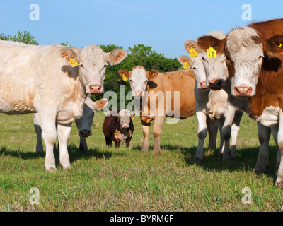 - L'élevage des vaches de boucherie de race mixte curieux sur un vert Pâturage / de l'Alberta, au Canada. Banque D'Images