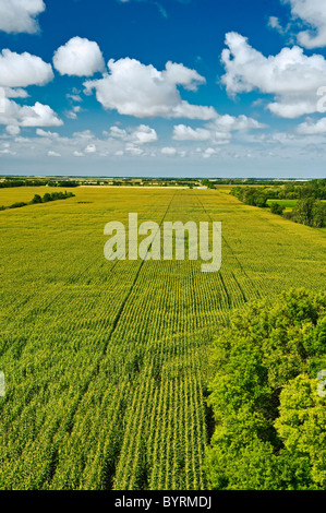 Agriculture - grand domaine de croissance moyenne du maïs-grain à l'étape de la panicule de nuages dans le ciel / près de Carey, Manitoba, Canada. Banque D'Images