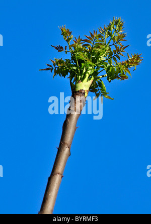 Arbre bambou à Phelps Lake, North Carolina Banque D'Images