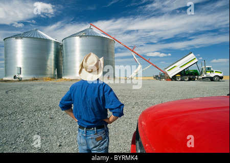 Un agriculteur observe ses silos à grains nouvellement construits sont remplis de nouvelle récolte de blé d'hiver / près de Kane, Manitoba, Canada. Banque D'Images