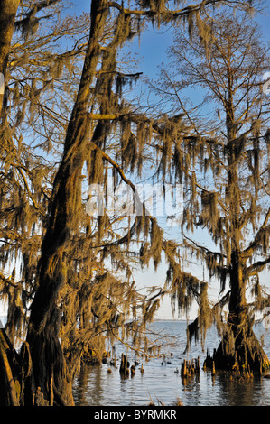 Arbres de cyprès chauve à Pettigrew State Park, North Carolina Banque D'Images