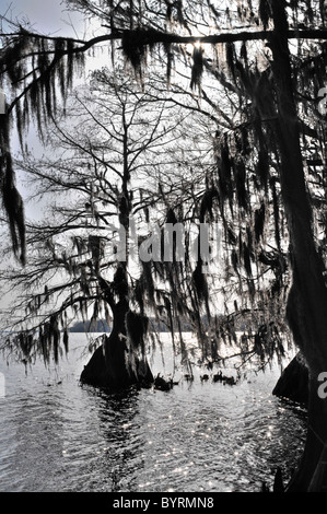 Arbres de cyprès chauve à Pettigrew State Park, North Carolina Banque D'Images