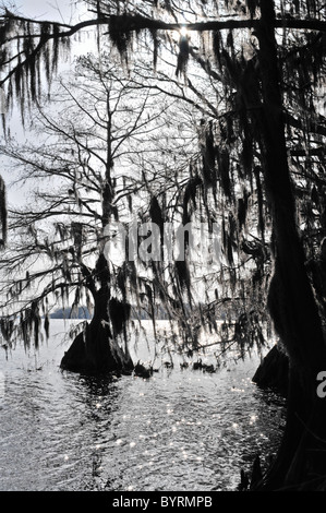 Arbres de cyprès chauve à Pettigrew State Park, North Carolina Banque D'Images